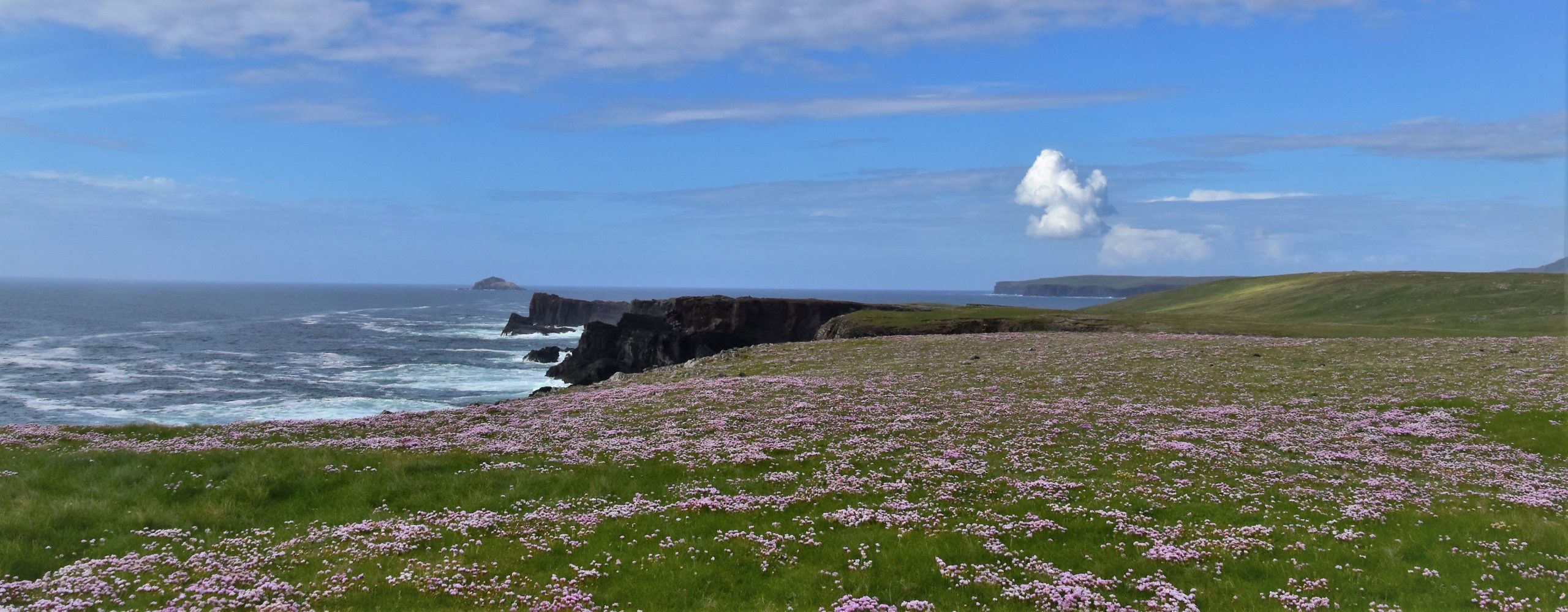 Eshaness cliffs with sea pinks in the foreground